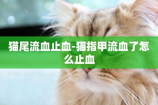 貓尾流血止血-貓指甲流血了怎么止血