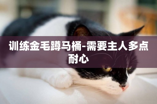 訓練金毛蹲馬桶-需要主人多點耐心