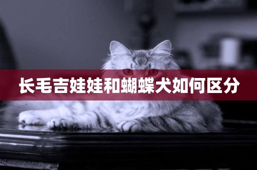長毛吉娃娃和蝴蝶犬如何區分