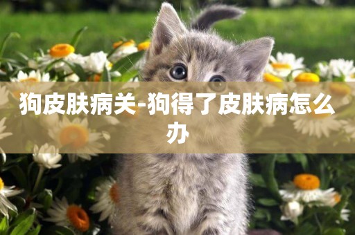 狗皮膚病關-狗得了皮膚病怎么辦