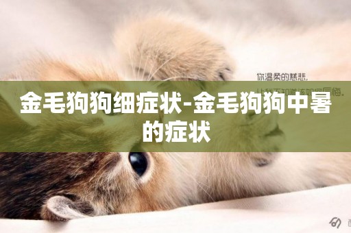 金毛狗狗細癥狀-金毛狗狗中暑的癥狀