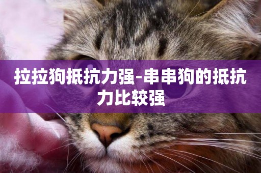 拉拉狗抵抗力強-串串狗的抵抗力比較強