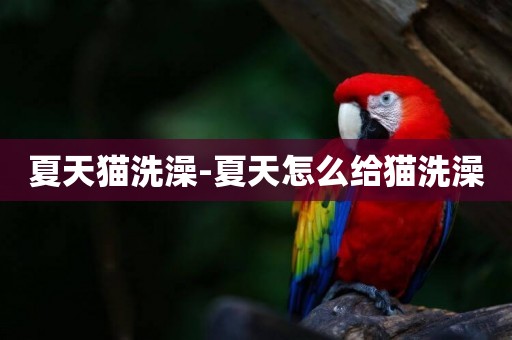 夏天貓洗澡-夏天怎么給貓洗澡