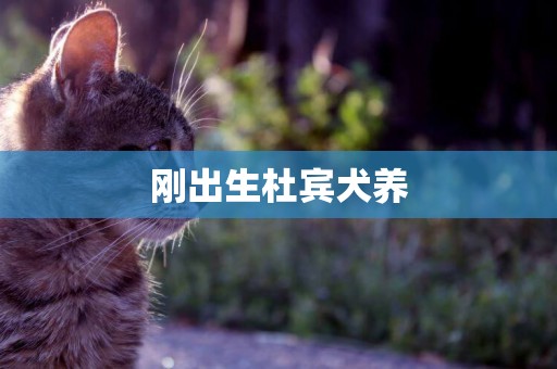 剛出生杜賓犬養