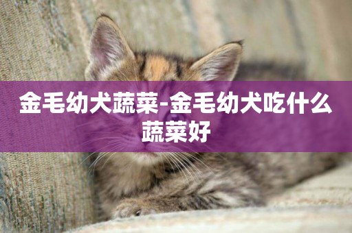 金毛幼犬蔬菜-金毛幼犬吃什么蔬菜好