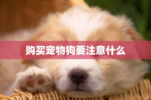 購買寵物狗要注意什么