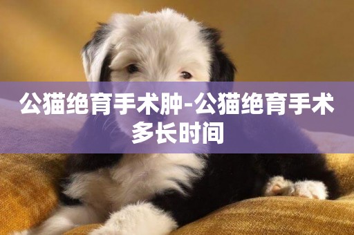 公貓絕育手術腫-公貓絕育手術多長時間