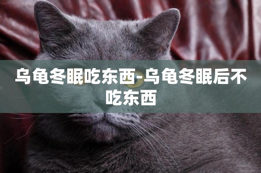 烏龜冬眠吃東西-烏龜冬眠后不吃東西