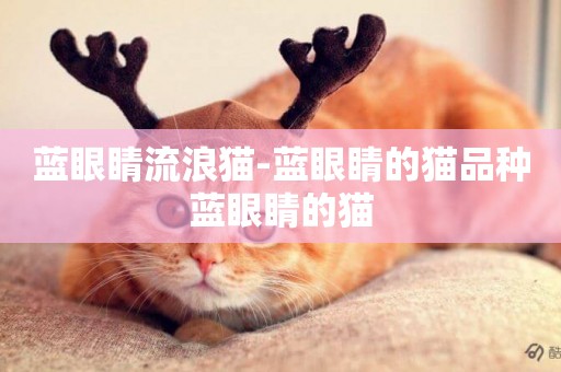 藍眼睛流浪貓-藍眼睛的貓品種藍眼睛的貓