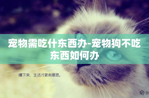 寵物需吃什東西辦-寵物狗不吃東西如何辦