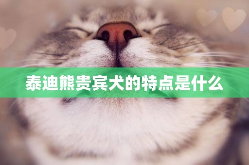 泰迪熊貴賓犬的特點是什么