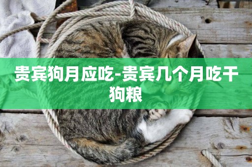 貴賓狗月應吃-貴賓幾個月吃干狗糧