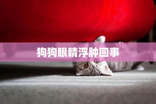 狗狗眼睛浮腫回事