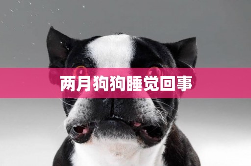 兩月狗狗睡覺回事