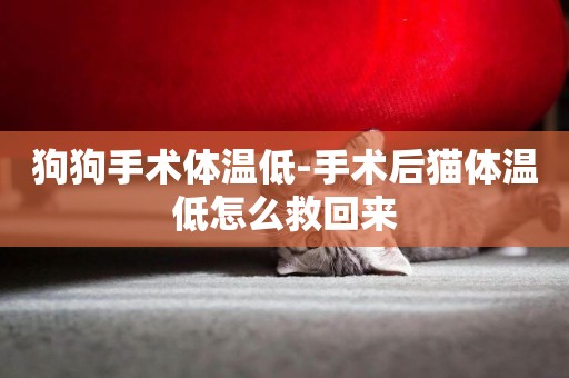 狗狗手術體溫低-手術后貓體溫低怎么救回來