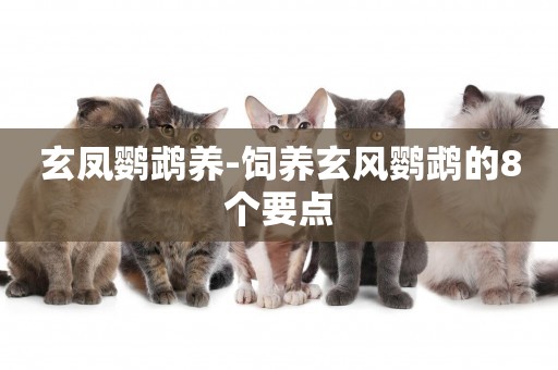 玄鳳鸚鵡養-飼養玄風鸚鵡的8個要點