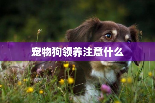 寵物狗領養注意什么