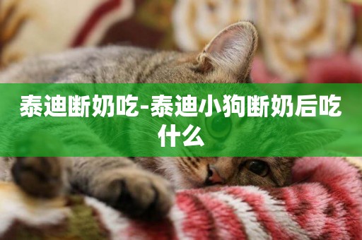 泰迪斷奶吃-泰迪小狗斷奶后吃什么
