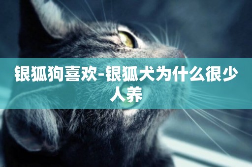 銀狐狗喜歡-銀狐犬為什么很少人養