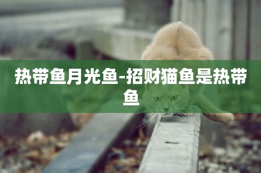 熱帶魚月光魚-招財貓魚是熱帶魚