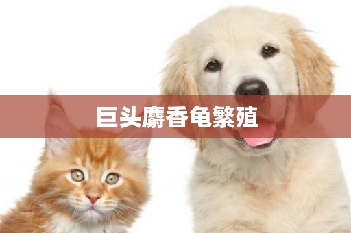 巨頭麝香龜繁殖