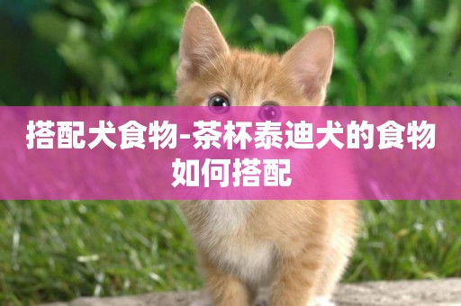 搭配犬食物-茶杯泰迪犬的食物如何搭配