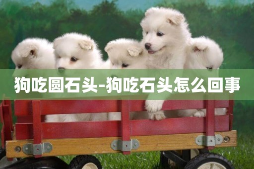 狗吃圓石頭-狗吃石頭怎么回事