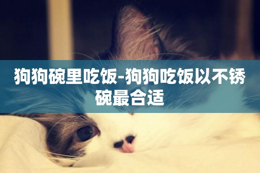 狗狗碗里吃飯-狗狗吃飯以不銹碗最合適