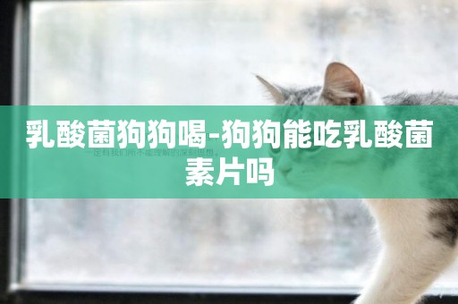 乳酸菌狗狗喝-狗狗能吃乳酸菌素片嗎