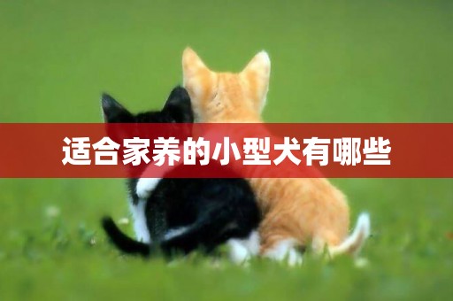 適合家養的小型犬有哪些