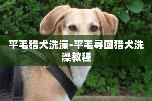 平毛獵犬洗澡-平毛尋回獵犬洗澡教程
