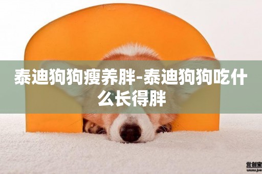 泰迪狗狗瘦養胖-泰迪狗狗吃什么長得胖