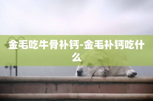金毛吃牛骨補鈣-金毛補鈣吃什么