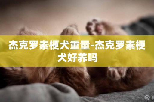 杰克羅素梗犬重量-杰克羅素梗犬好養嗎