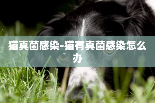 貓真菌感染-貓有真菌感染怎么辦