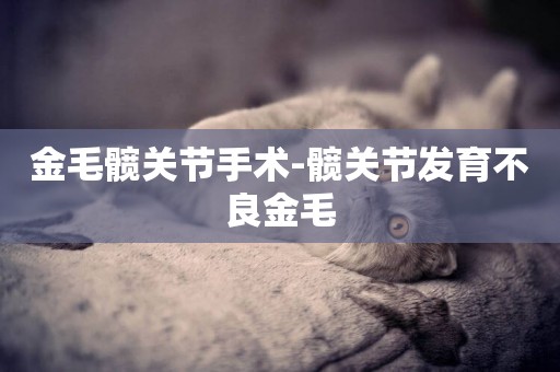 金毛髖關節手術-髖關節發育不良金毛