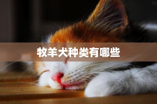 牧羊犬種類有哪些