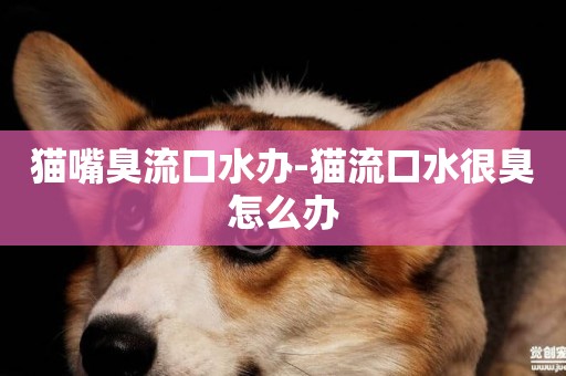 貓嘴臭流口水辦-貓流口水很臭怎么辦