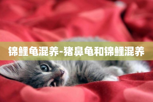 錦鯉龜混養-豬鼻龜和錦鯉混養