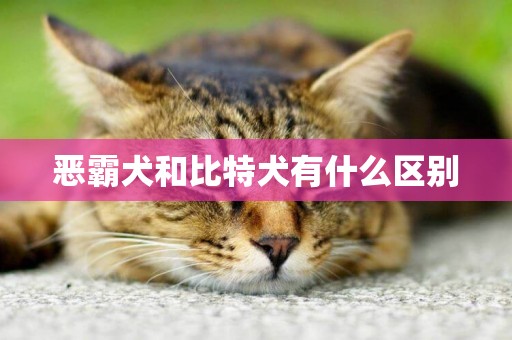 惡霸犬和比特犬有什么區別