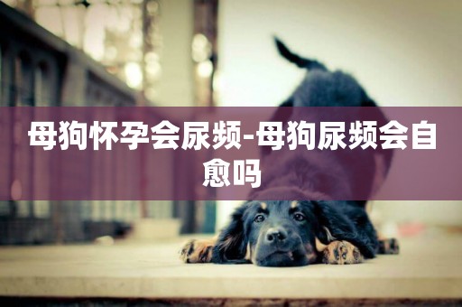 母狗懷孕會尿頻-母狗尿頻會自愈嗎