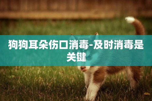 狗狗耳朵傷口消毒-及時消毒是關鍵