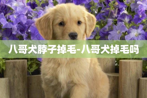 八哥犬脖子掉毛-八哥犬掉毛嗎