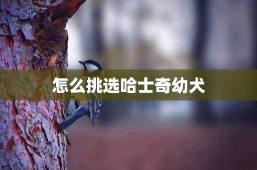 怎么挑選哈士奇幼犬