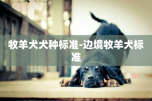 牧羊犬犬種標準-邊境牧羊犬標準