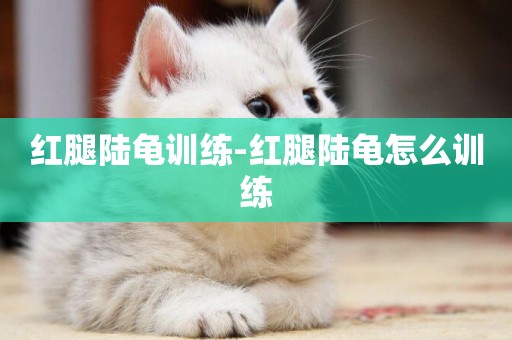 紅腿陸龜訓練-紅腿陸龜怎么訓練