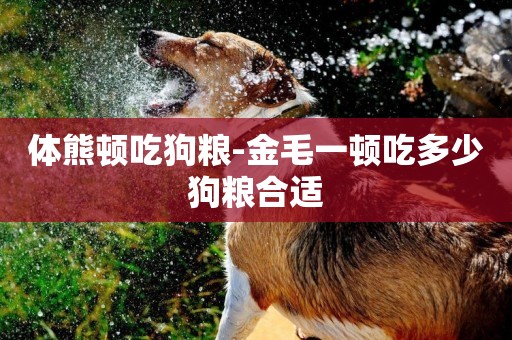 體熊頓吃狗糧-金毛一頓吃多少狗糧合適