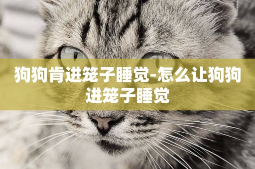 狗狗肯進籠子睡覺-怎么讓狗狗進籠子睡覺