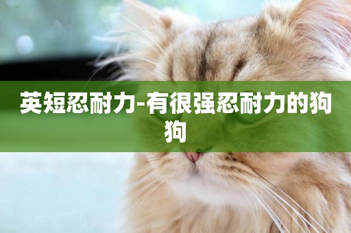 英短忍耐力-有很強忍耐力的狗狗