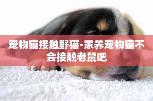 寵物貓接觸野貓-家養寵物貓不會接觸老鼠吧